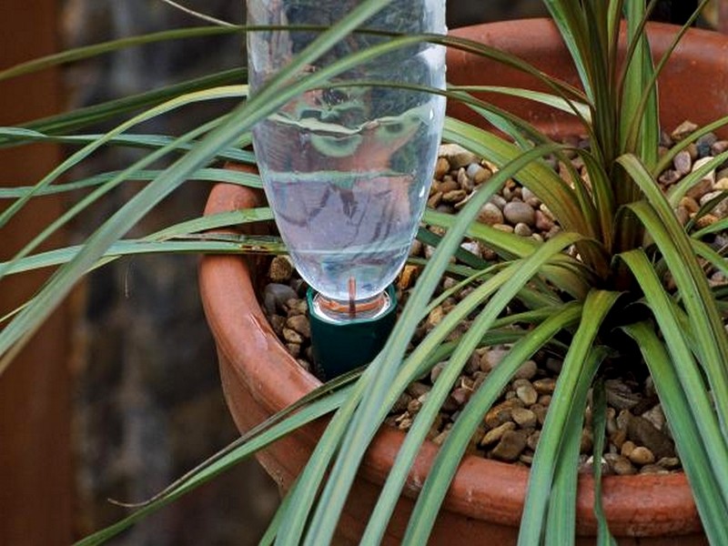 Arroser les plantes pendant les vacances ! Astuces