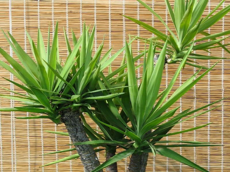 Arroser ses plantes pendant les vacances - La Fourche