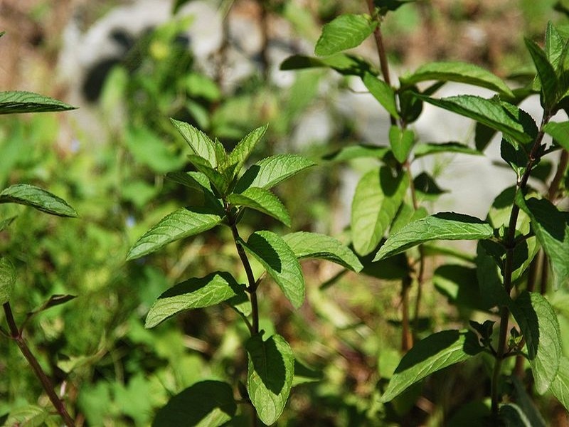 menthe chocolat