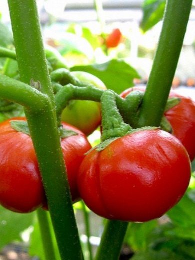 Solanum uporo "Tomate des Cannibales" Graines