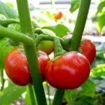 Solanum uporo "Tomate des Cannibales" Graines