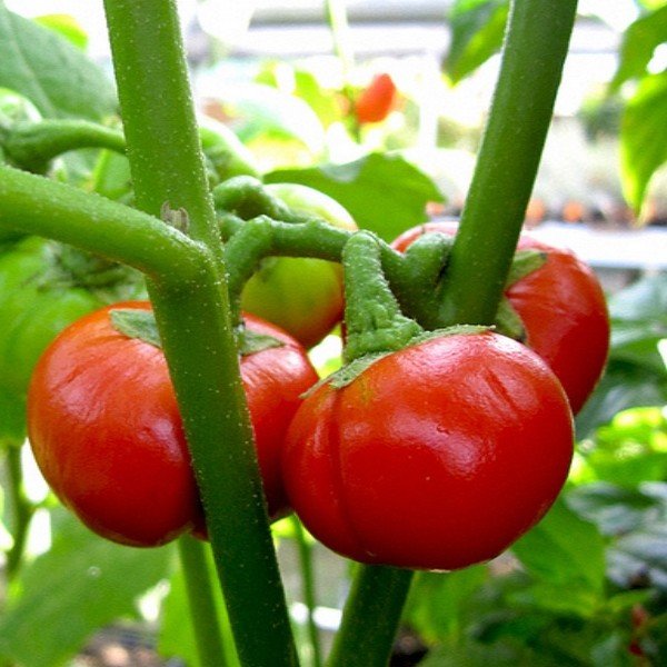 Solanum uporo "Tomate des Cannibales" Graines