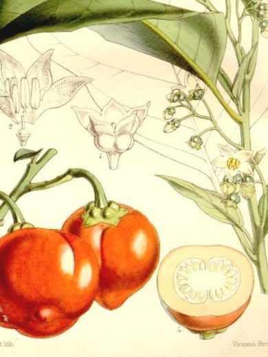 Solanum uporo "Tomate des Cannibales" Graines