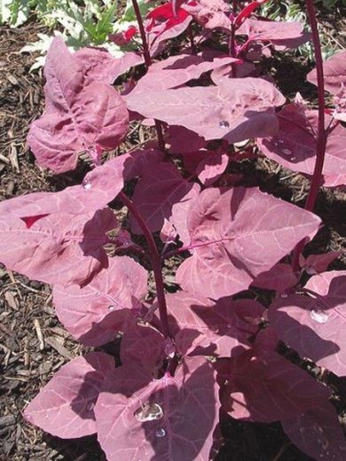 Arroche rouge (Atriplex hortensis) Graines