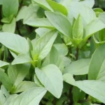 Basilic 'Anis' (Ocimum basilicum) Graines