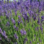Lavande officinale (Lavandula angustifolia) Graines