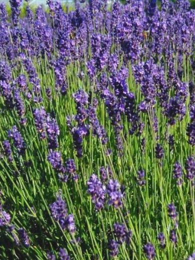 Lavande officinale (Lavandula angustifolia) Graines