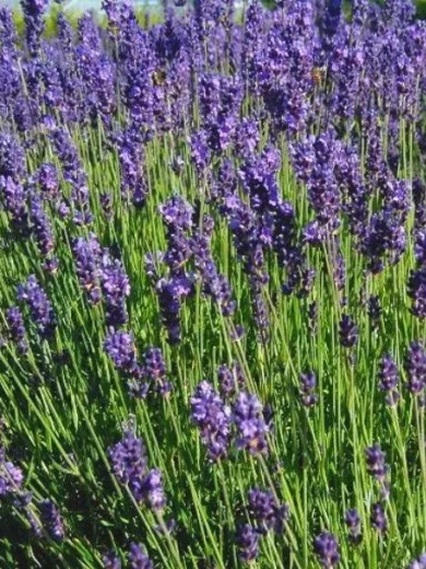 Lavande officinale (Lavandula angustifolia) Graines