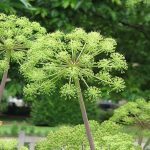 Angélique officinale (Angelica archangelica) Graines