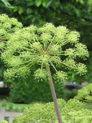 Angélique officinale (Angelica archangelica) Graines