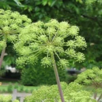 Angélique officinale (Angelica archangelica) Graines