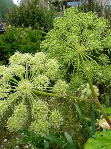 Angélique officinale (Angelica archangelica) Graines