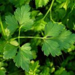 Persil Géant d'Italie 'Gigante d'Italia' (Petroselinum crispum) Graines