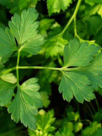 Persil Géant d'Italie 'Gigante d'Italia' (Petroselinum crispum) Graines