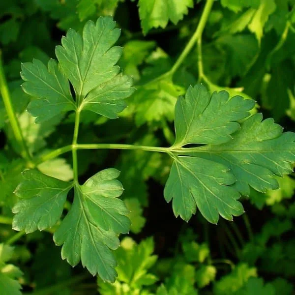 Persil Géant d'Italie 'Gigante d'Italia' (Petroselinum crispum) Graines