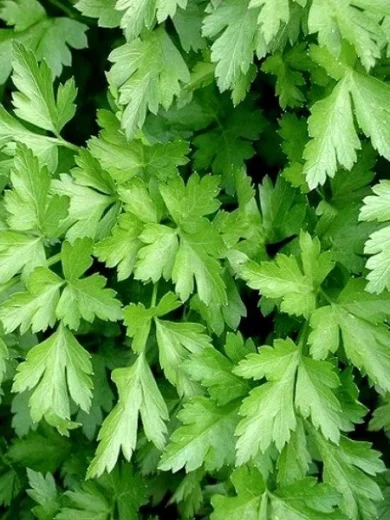 Persil Géant d'Italie 'Gigante d'Italia' (Petroselinum crispum) Graines