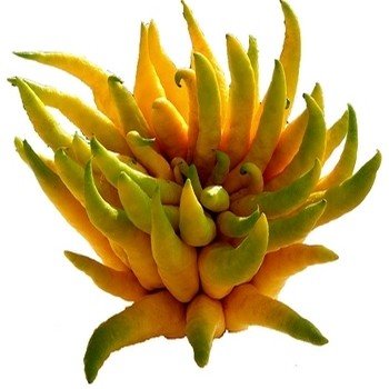 Citrus medica 'Digitata' (Cédratier 'Main de Bouddha') Plant