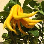Citrus medica 'Digitata' (Cédratier 'Main de Bouddha') Plant