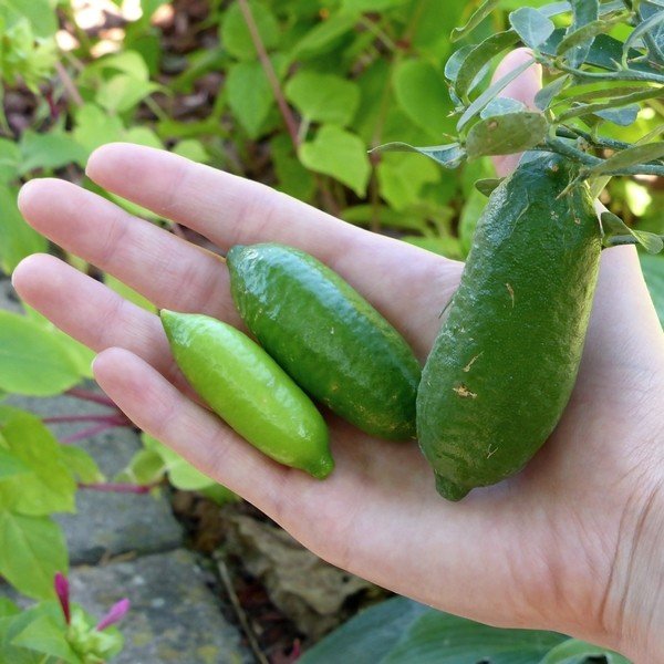 Finger Lime (citron Caviar) (Disponible en Mai ou Juin 2024)