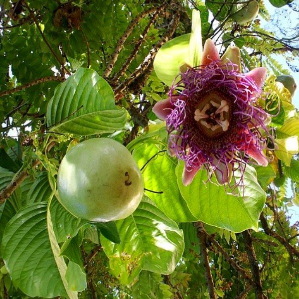 Passiflora quadrangularis (Barbadine, Grenadille Géante) Graines