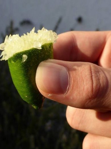 Faustrime (Citron caviar long, Microcitrus australasica) Plant