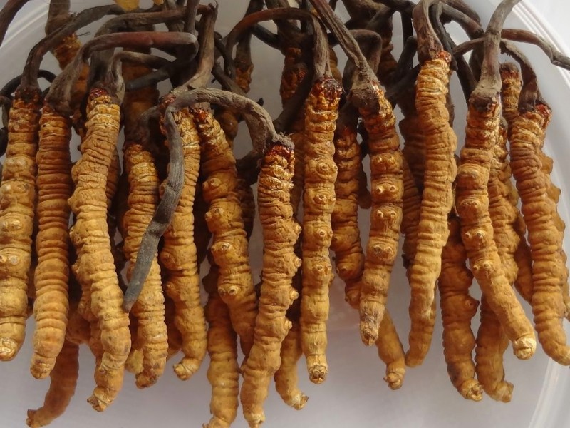 Cordyceps sinensis - alsagarden