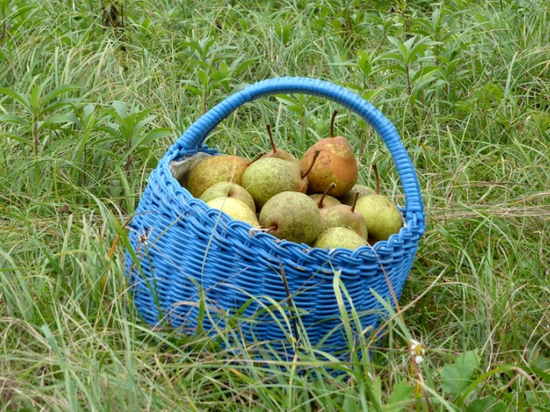 Le Nashi (Pyrus pirifolia)  De la plantation à la récolte