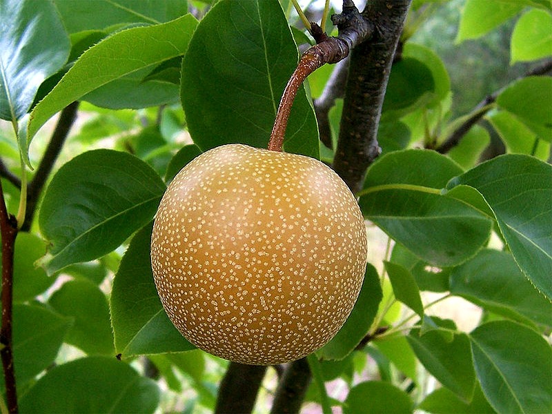 Le Nashi (Pyrus pirifolia)