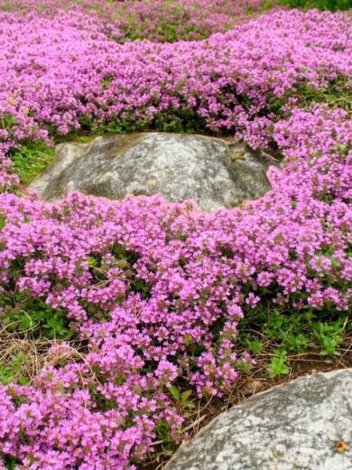 Thym Serpolet (Thymus serpyllum) Graines