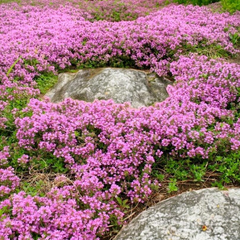 Thym Serpolet (Thymus serpyllum) Graines