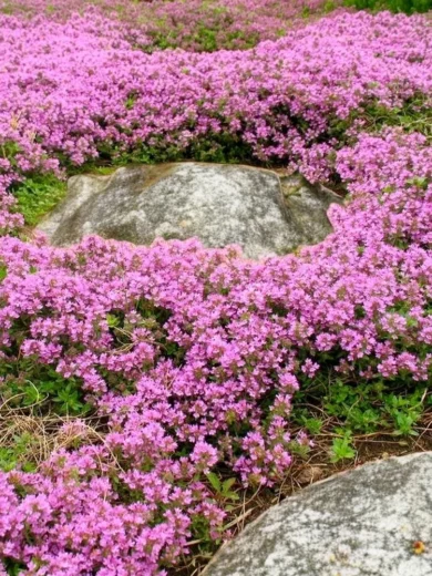 Thym Serpolet (Thymus serpyllum) Graines