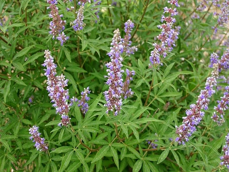 Vitex-agnus-castus-alsagarden