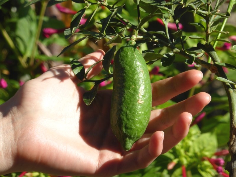 Le Citron-Caviar : Un agrume rare et très tendance !