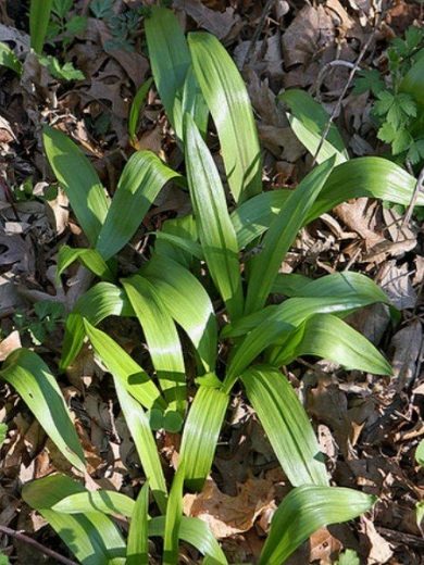 Poireau sauvage (Allium tricoccum) Graines