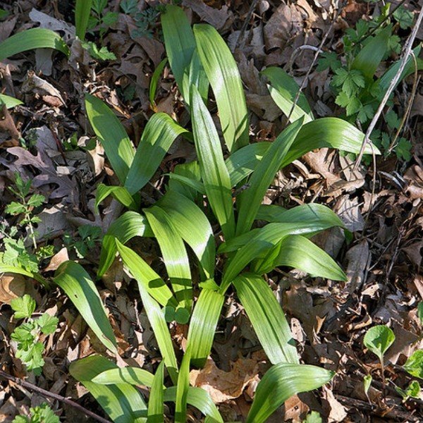 Poireau sauvage (Allium tricoccum) Graines
