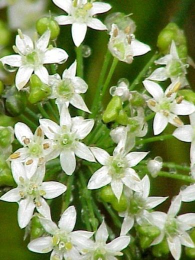 Ciboulette Chinoise (Allium tuberosum) Graines
