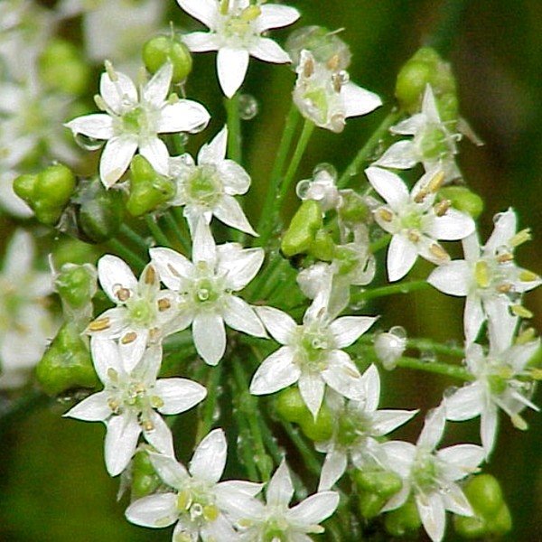 Ciboulette Chinoise (Allium tuberosum) Graines