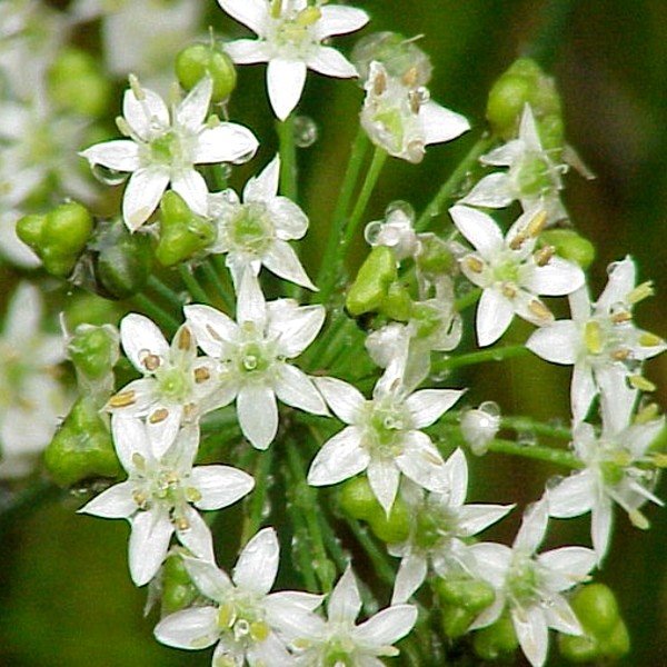 Ciboulette Chinoise (Allium tuberosum) Graines - Alsagarden