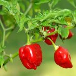 Piment Habanero (Capsicum chinense) Graines