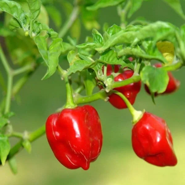 Piment Habanero (Capsicum chinense) Graines