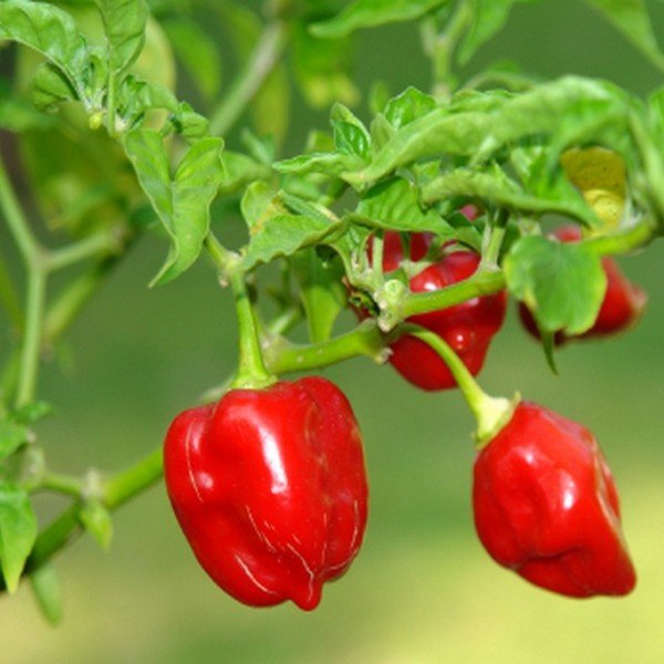 Capsicum chinense PIMENT HABANERO / ANTILLAIS (10 graines)