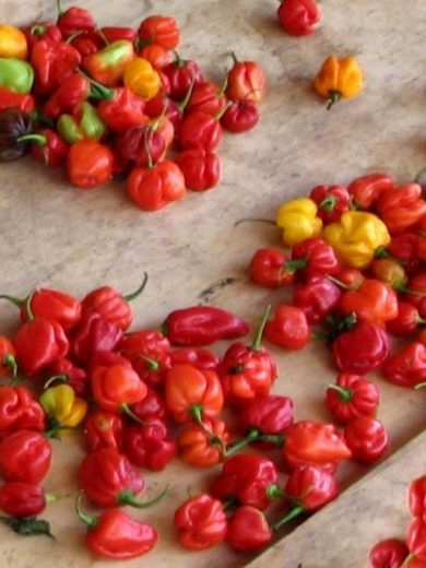 Piment Habanero (Capsicum chinense) Graines