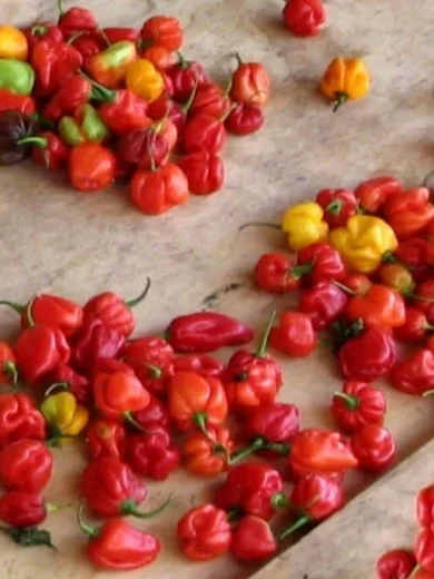 Piment Habanero (Capsicum chinense) Graines