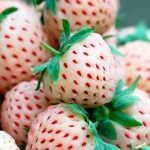 Fraise Ananas (Fragaria ananassa 'Pineberry') Plant