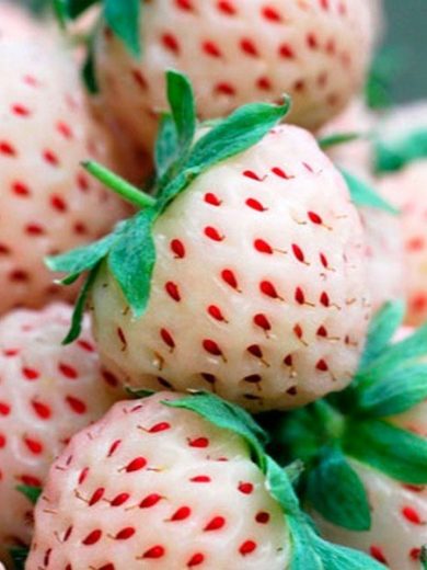 Fraise Ananas (Fragaria ananassa 'Pineberry') Plant