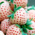 Fraise Ananas (Fragaria ananassa 'Pineberry') Plant