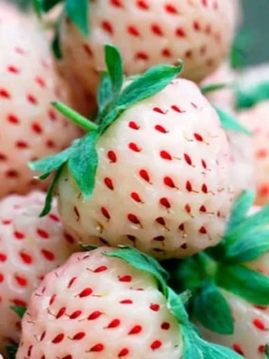 Fraise Ananas (Fragaria ananassa 'Pineberry') Plant