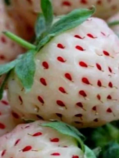 Fraise Ananas (Fragaria ananassa 'Pineberry') Plant