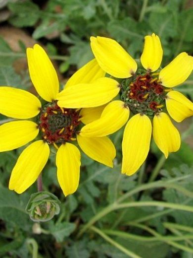 Berlandiera lyrata (Fleur chocolat) Graines