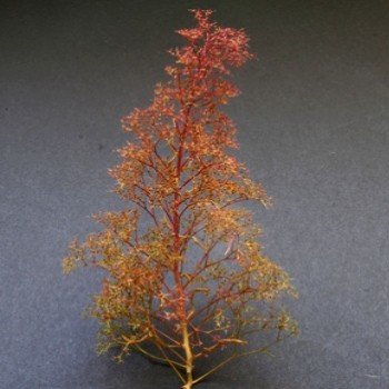 Teloxys aristata (Écume de mer / Arbres miniatures / Zeechium) Graines